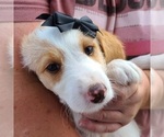 Puppy 4 Border Collie-Poodle (Miniature) Mix