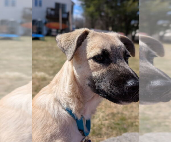 Medium Photo #6 Great Pyrenees-Unknown Mix Puppy For Sale in Oak Bluffs, MA, USA