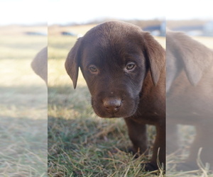Labrador Retriever Litter for sale in SOUTH WAYNE, WI, USA