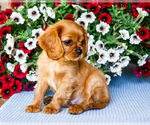 Small Photo #12 Cavalier King Charles Spaniel Puppy For Sale in WAKARUSA, IN, USA