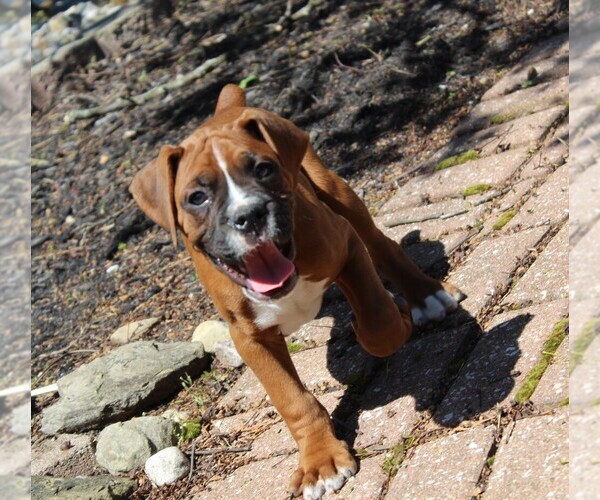 Medium Photo #2 Boxer Puppy For Sale in SHIPSHEWANA, IN, USA