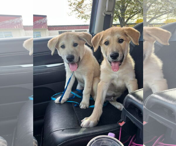 Medium Photo #2 Anatolian Shepherd-Unknown Mix Puppy For Sale in Bountiful, UT, USA