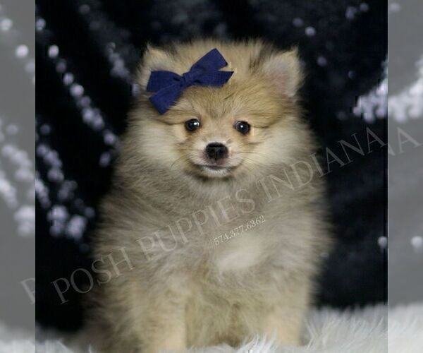 Medium Photo #5 Pomeranian Puppy For Sale in WARSAW, IN, USA