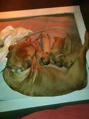 Mother of the Dogue de Bordeaux puppies born on 12/10/2018