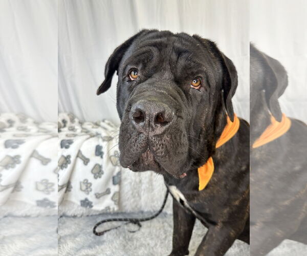 Medium Photo #2 Mastiff Puppy For Sale in Goodyear, AZ, USA