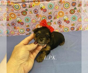 Yorkshire Terrier Puppy for sale in WINNSBORO, LA, USA