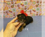 Small Yorkshire Terrier