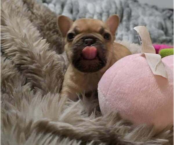 Medium Photo #2 French Bulldog Puppy For Sale in BOSTON, KY, USA
