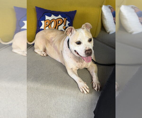 Medium Photo #5 Mutt Puppy For Sale in Mooresville, NC, USA