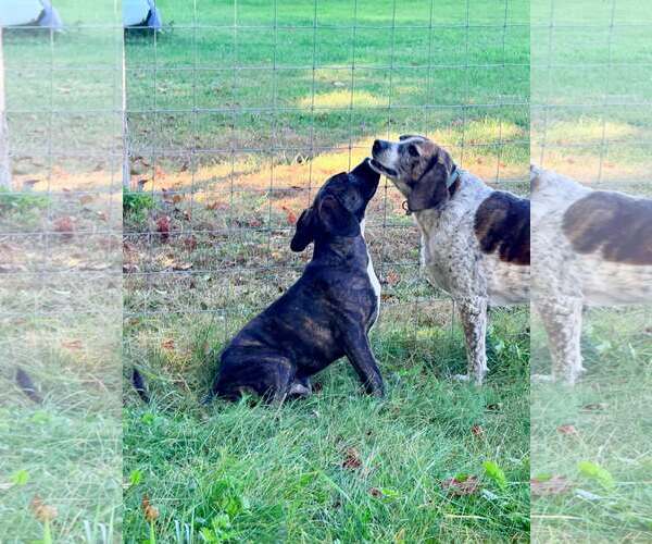Medium Photo #2 Mutt Puppy For Sale in Hinton, WV, USA
