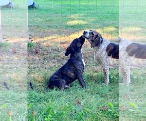 Dinkles (4mo, 30lbs) - Male Mutt Dog for Adoption - Photo #2