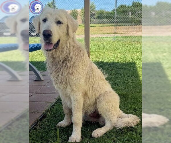 Medium Photo #1 Great Pyrenees Puppy For Sale in Spring, TX, USA