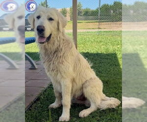 Great Pyrenees Dogs for adoption in Spring, TX, USA