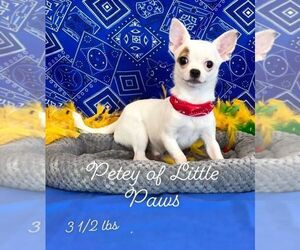 Father of the Chihuahua puppies born on 04/26/2026