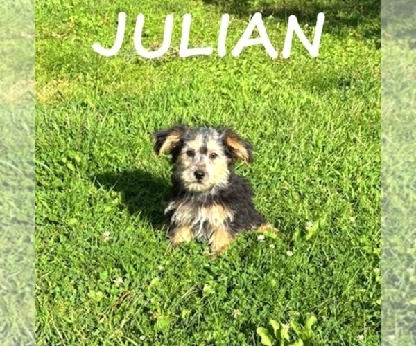 Medium Photo #3 Shorkie Tzu Puppy For Sale in HARTLAND, MN, USA