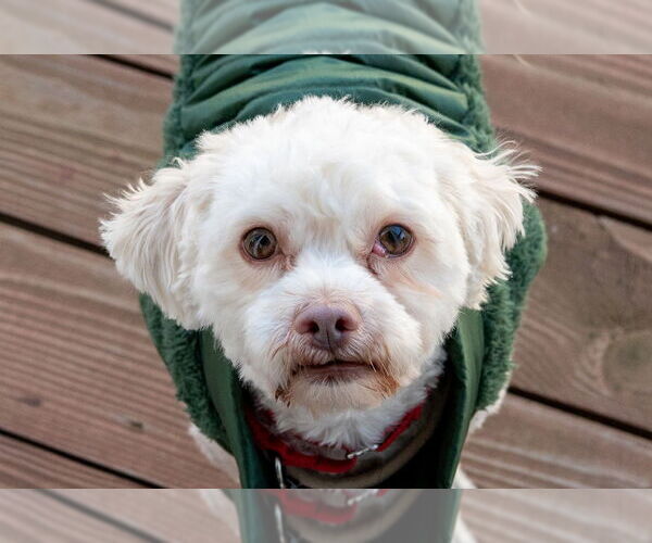 Medium Photo #2 Havamalt Puppy For Sale in Mundelein, IL, USA