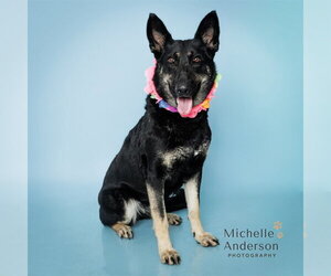 German Shepherd Dog Dogs for adoption in Corona, CA, USA