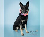 Small German Shepherd Dog