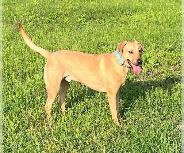 Medium Photo #3 Labrador Retriever-Unknown Mix Puppy For Sale in New York, NY, USA