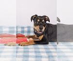 Small #3 American Staffordshire Terrier-Chihuahua Mix