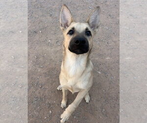 BUTTER - Female Australian Shepherd-German Shepherd Dog Mix Dog for Adoption - Photo #3