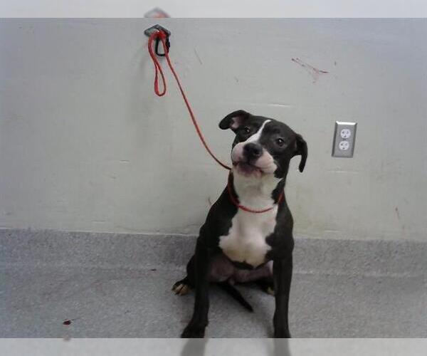 Medium Photo #1 American Pit Bull Terrier-Unknown Mix Puppy For Sale in Pasadena, TX, USA