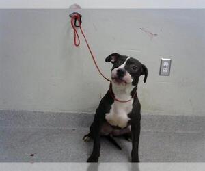 American Pit Bull Terrier-Unknown Mix Dogs for adoption in Pasadena, TX, USA