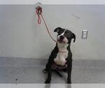 Small American Pit Bull Terrier Mix