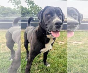 Mutt Dogs for adoption in Emmett, ID, USA