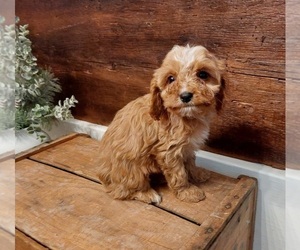 Cavapoo Puppy for Sale in LEBANON, Pennsylvania USA