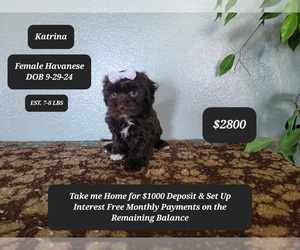 Havanese Puppy for sale in TUCSON, AZ, USA