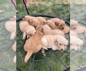Golden Retriever Puppy for sale in MERIDIAN, ID, USA