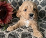Small Photo #2 Aussiedoodle Miniature  Puppy For Sale in GREENWOOD, MO, USA