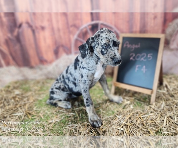 Medium Photo #7 Catahoula Leopard Dog Puppy For Sale in CUMBY, TX, USA