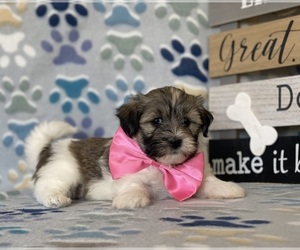 Havanese Puppy for sale in LANCASTER, PA, USA