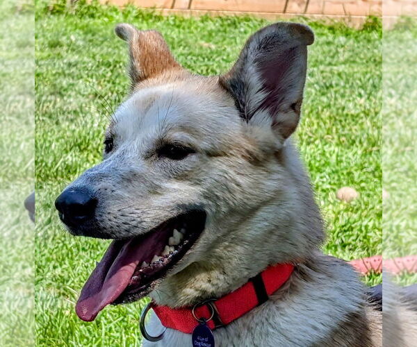 Medium Photo #14 Huskies -Unknown Mix Puppy For Sale in Fargo, ND, USA