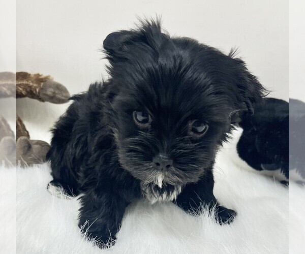 Medium Photo #19 Yorkshire Terrier Puppy For Sale in MIAMI BEACH, FL, USA
