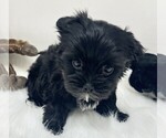 Small #18 Yorkshire Terrier