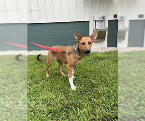 German Shepherd Dog Dogs for adoption in Naples, FL, USA
