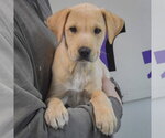 Small #2 Boxer Mix