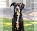 Small Pointer Mix