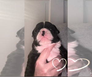 French Bulldog Puppy for sale in TAZEWELL, VA, USA