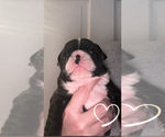 Small French Bulldog