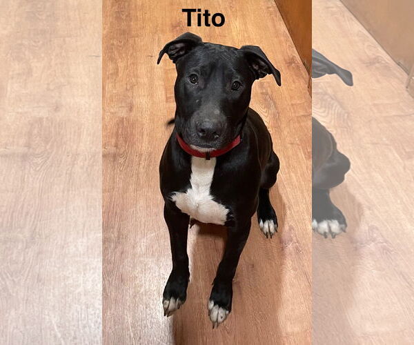 Medium Photo #2 Mutt Puppy For Sale in Topeka, KS, USA