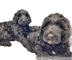 Labradoodle-Poodle (Standard) Mix Puppy for sale in REXBURG, ID, USA