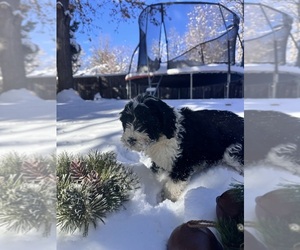 Bernedoodle Puppy for sale in GOLDEN, CO, USA