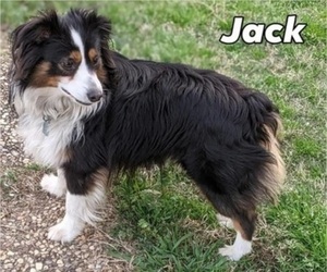 Father of the Miniature Australian Shepherd puppies born on 01/07/2023