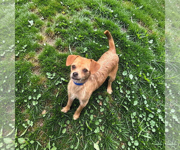 Medium Photo #2 Dachshund Puppy For Sale in Menifee, CA, USA