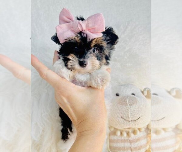 Medium Photo #10 Biewer Terrier Puppy For Sale in WEST PALM BEACH, FL, USA
