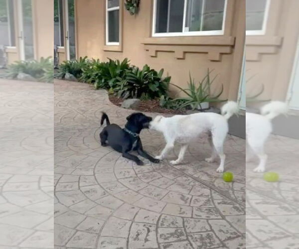 Medium Photo #8 Bossi-Poo Puppy For Sale in Escondido, CA, USA